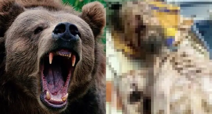 Man Dragged Away by Bear Found Alive