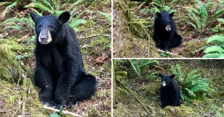 Officials Shot and Killed a Baby Bear Because Tourists Fed It Too Much Food