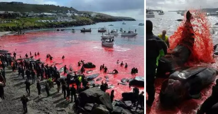 Sea Turned Red Blood Whales Dolphins