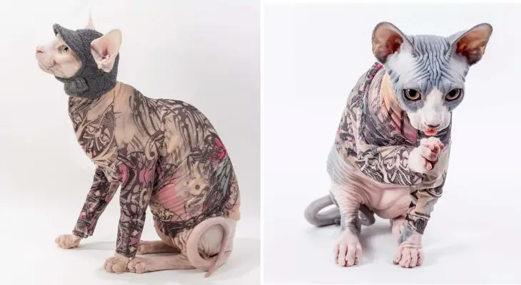 Tattoo Sleeve for Your Cat
