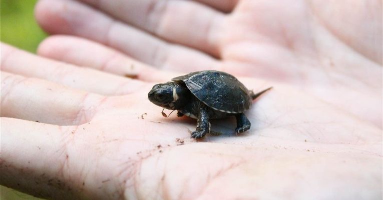 Tiny Turtles Extinct Hindu Temple