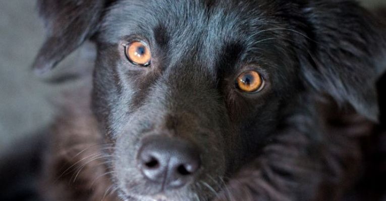 Why Dogs Have 'Puppy Dog Eyes'