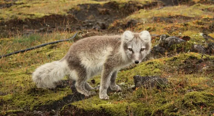 Arctic Fox Walks 2,176 Miles