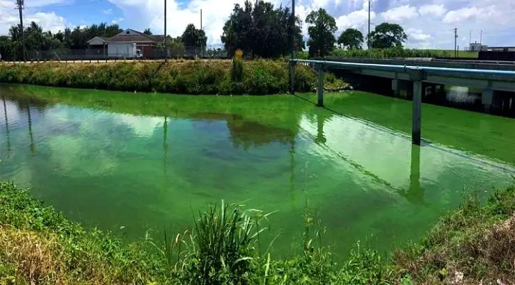 Army Corps Dumping Toxic Water Florida Estuaries