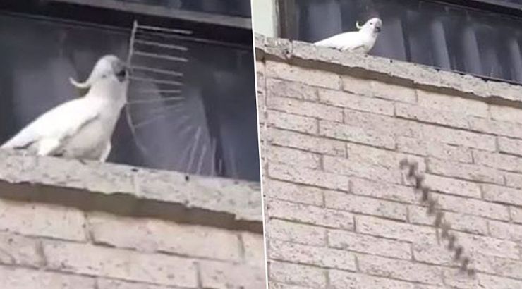 Cockatoo Tearing Down Anti-Bird Spikes
