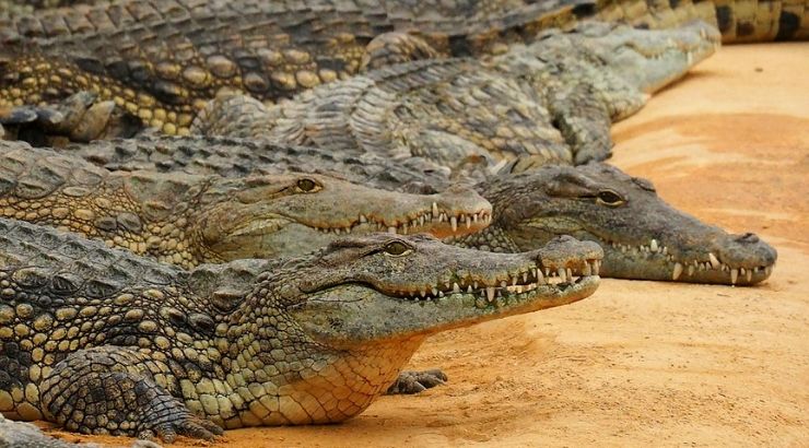 Crocodiles Thriving Nuclear Power Plant