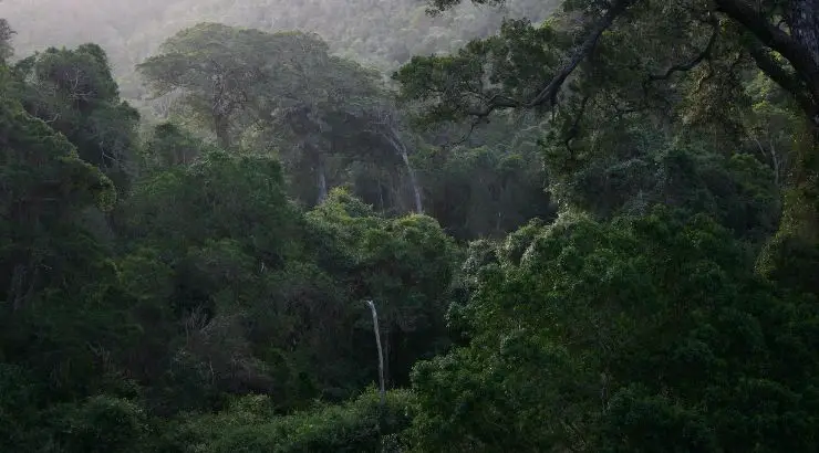 Ethiopia 350 Million Trees