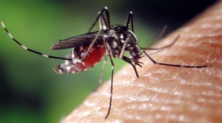 Mosquitoes EEE Virus