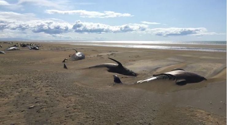 Pilot Whales Found Dead Iceland