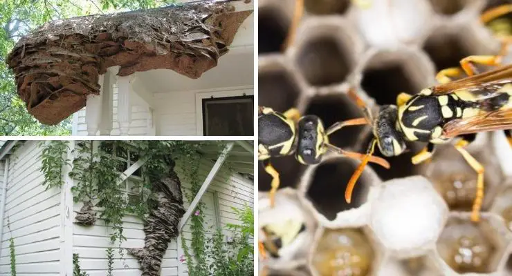 Super Nests Wasps Alabama
