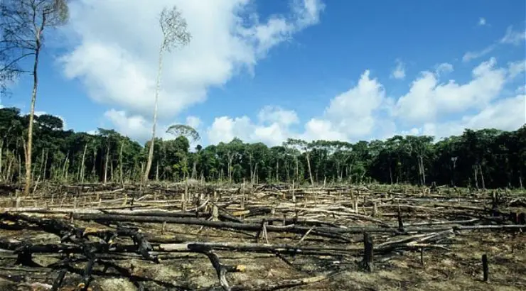 Peru End Deforestation Palm Oil