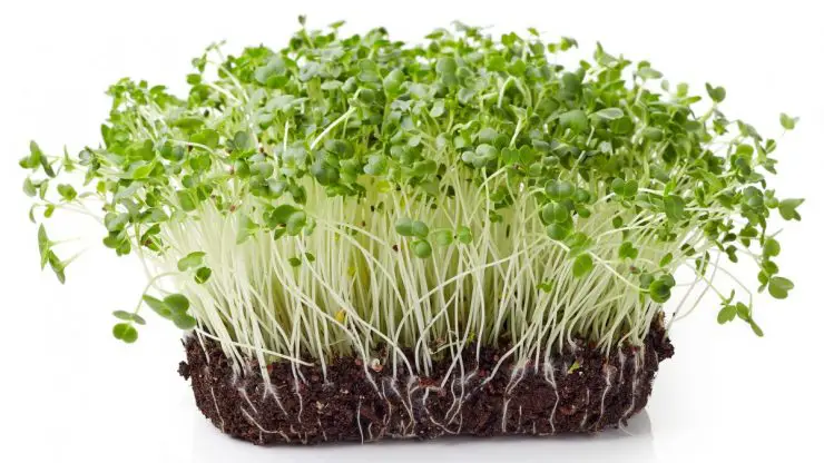 Johns Hopkins Study Shows Broccoli Sprout Compound as Potential Schizophrenia Treatment Broccoli-sprouts-benefits-740x416