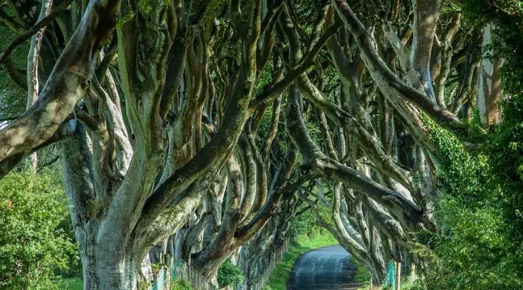 Ireland Trees