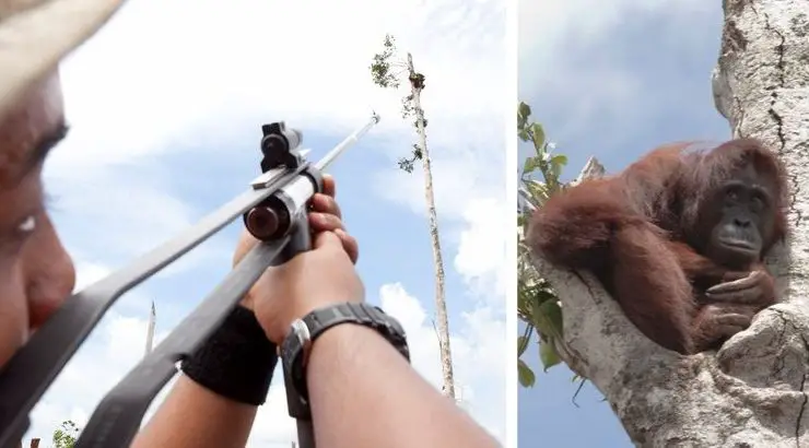 Pregnant, Starving Orangutan Clings Tree