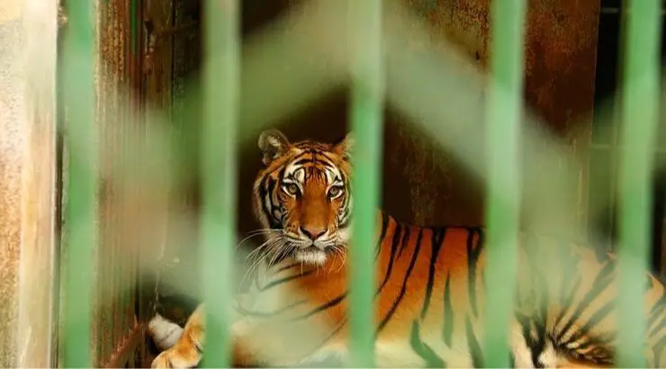 Tigers Rescued