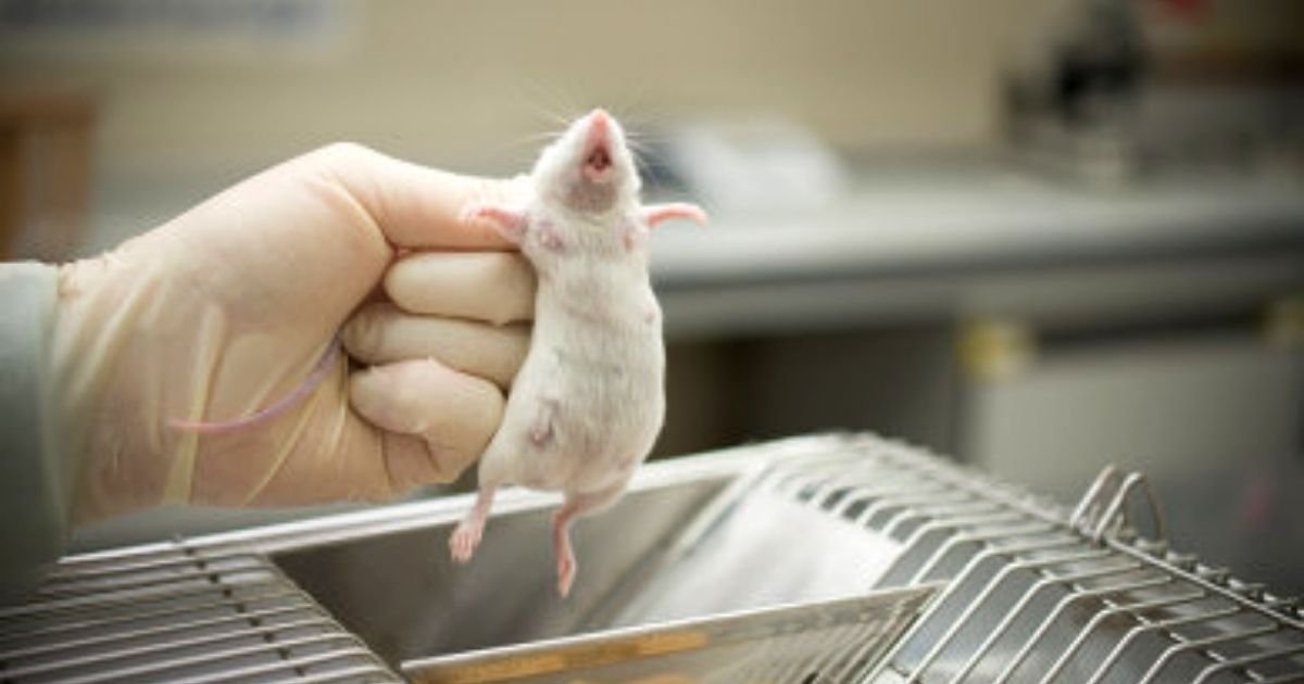 EPA to End Animal Testing and Fund Research for More Humane Methods