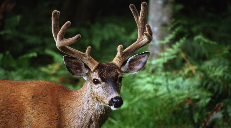 hunter-dead-after-deer-he-shot-gets-up-and-attacks-him