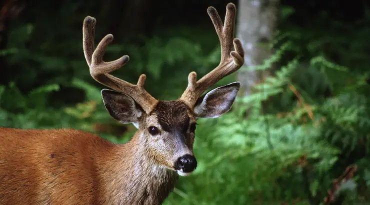Hunter Dead Deer