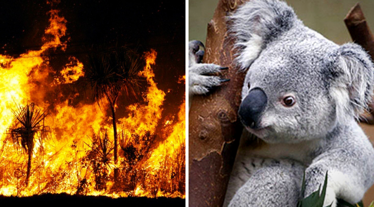 People Knit Mittens For Burnt Koalas And Raise Nearly 2 Million