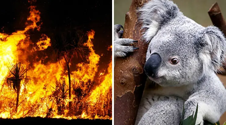 Koalas Australian Fires
