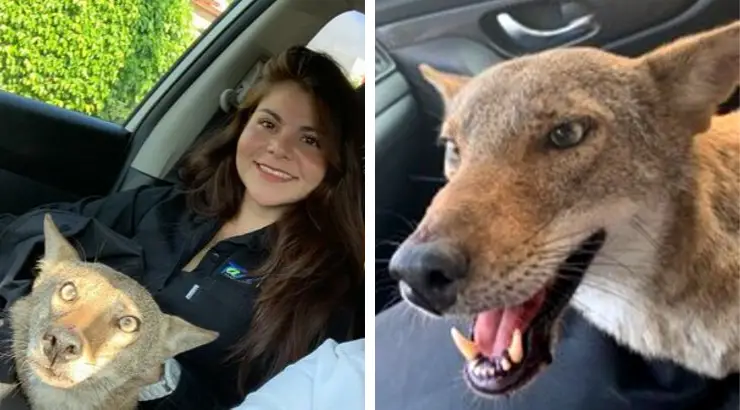 Woman Rescues Dog Coyote