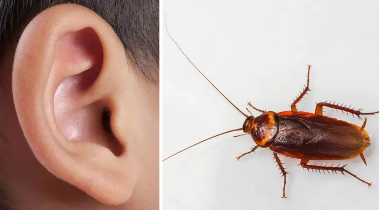 Cockroaches Ear
