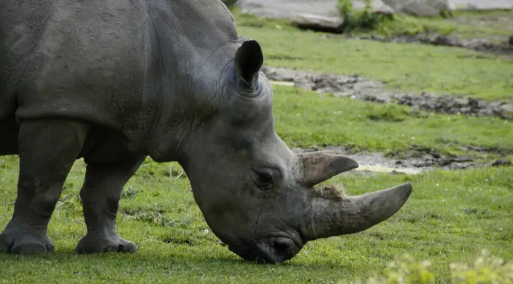 Fake Rhino Horns