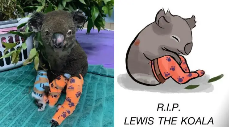 Lewis Koala Dies