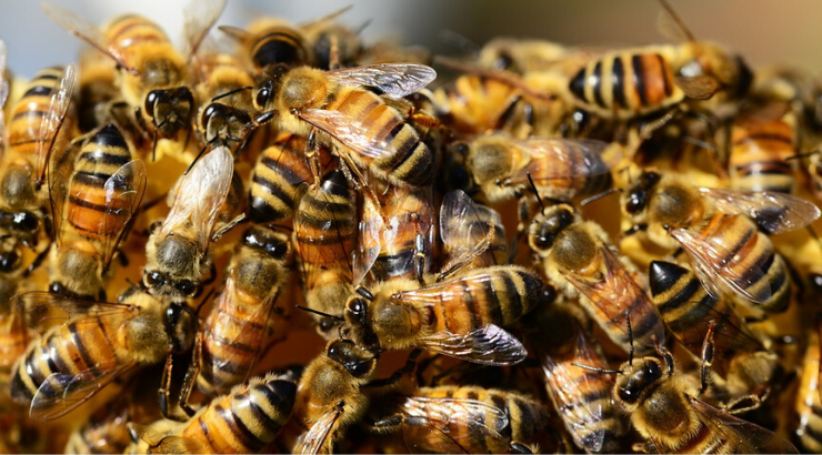 Mushroom Saving Millions Bees Deadly Virus