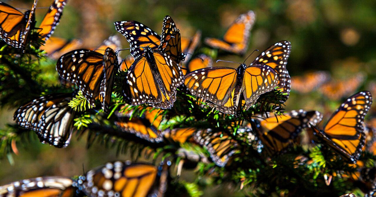 This Year's Monarch Butterfly Migration Shows a Rebounding Population