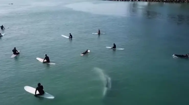Whale Swimming Beneath Surfers