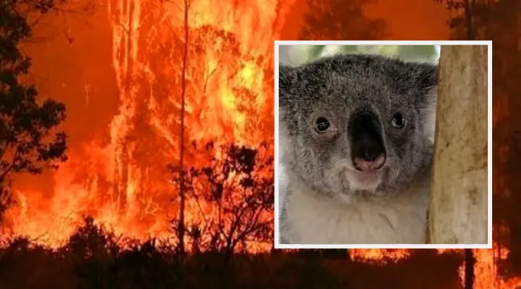 Koalas Dead Australia Fires