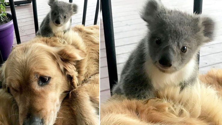 dog that looks like koala bear