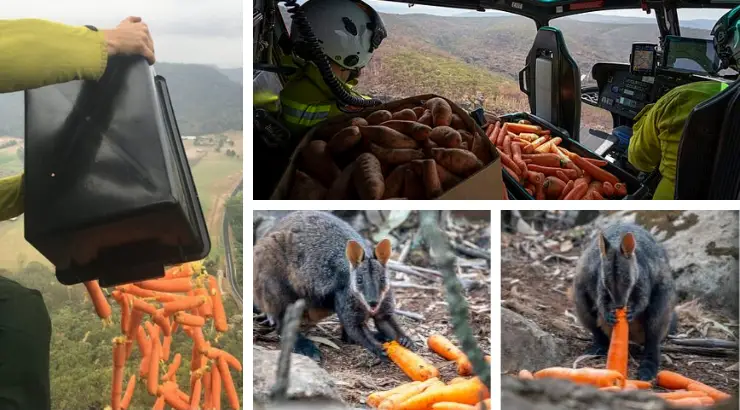 Australia is Dropping Vegetables From Choppers to Feed Wildlife Starved by Fires