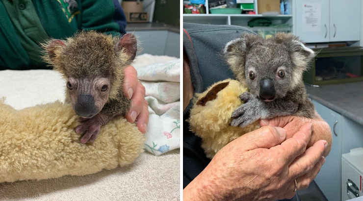 Baby Koala Makes Recovery After Nearly Dying In Australia S Bushfires