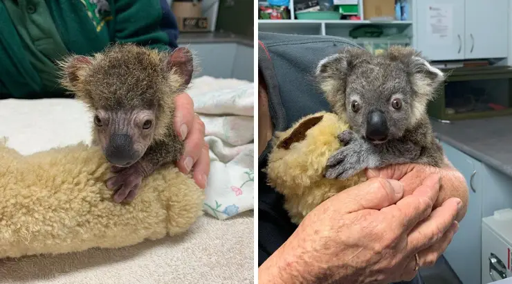 Baby Koala Amazing Recovery Australia Bushfires
