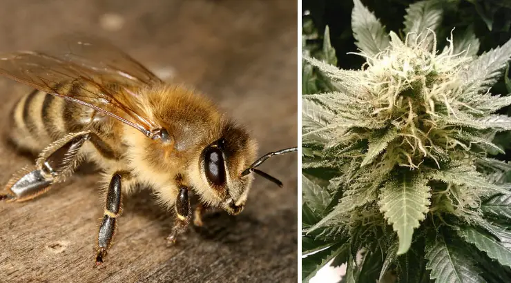 Bees Love Cannabis