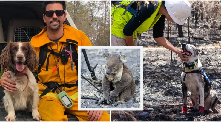 Brave Dogs Saving Koalas