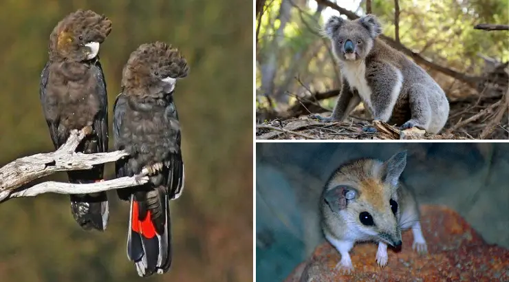 Entire Species Wiped Out Australia Fires