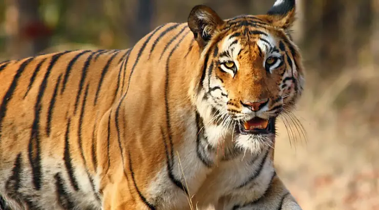 India Tiger Population
