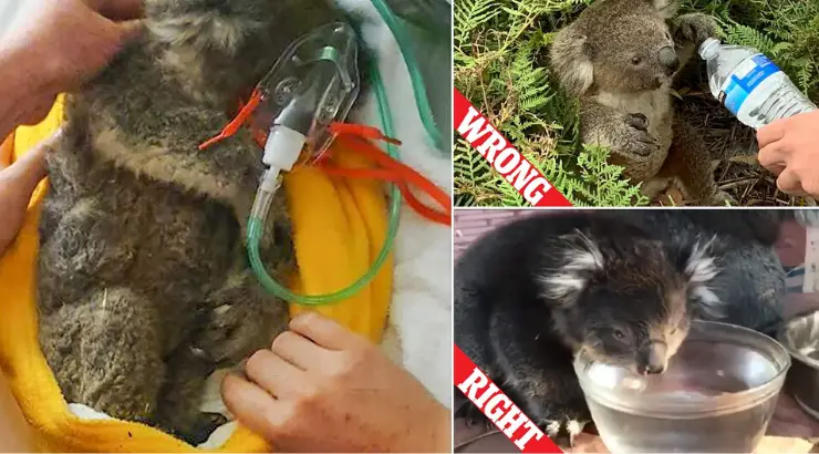 Koala Rescued Died