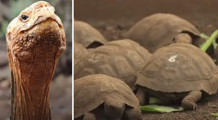 Legendary Tortoise Sex Saved Species