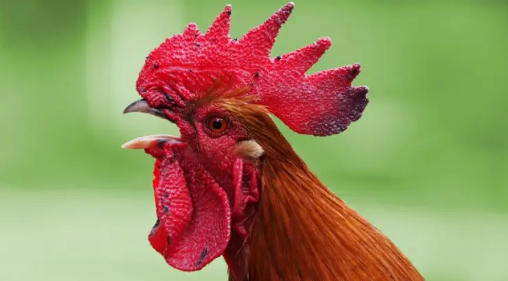 Man Killed by Rooster