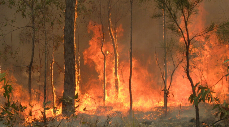 One Billion Animals Killed Australia Fires