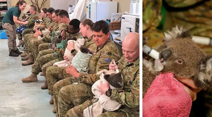 Australian Army Soldiers Spend Their Free Time Cuddling Koalas Rescued From Bushfires