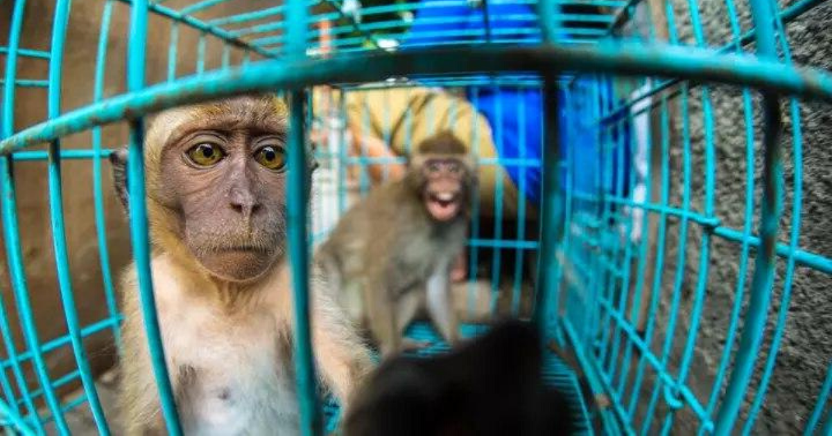 Chained Monkeys Are Being Sold in Markets for $5 in Indonesia