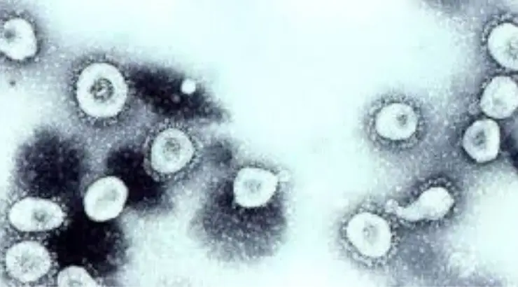Wuhan Virus
