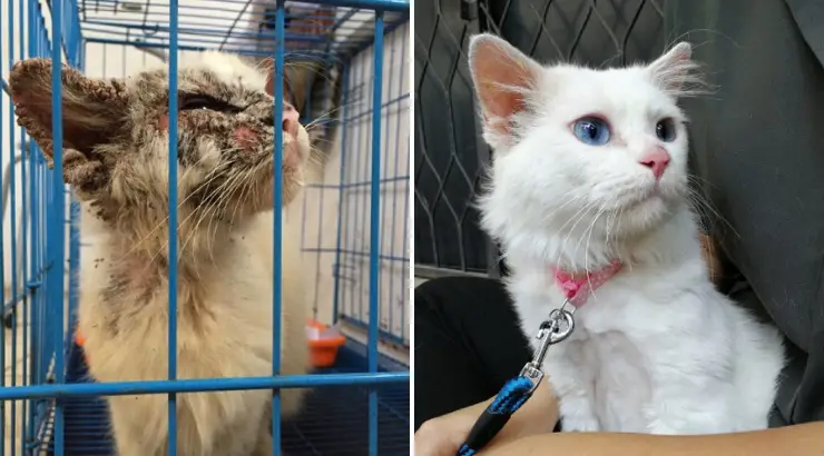 Cats Before and After