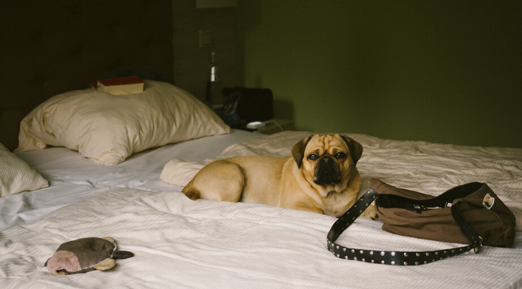 Hotel Foster Dogs