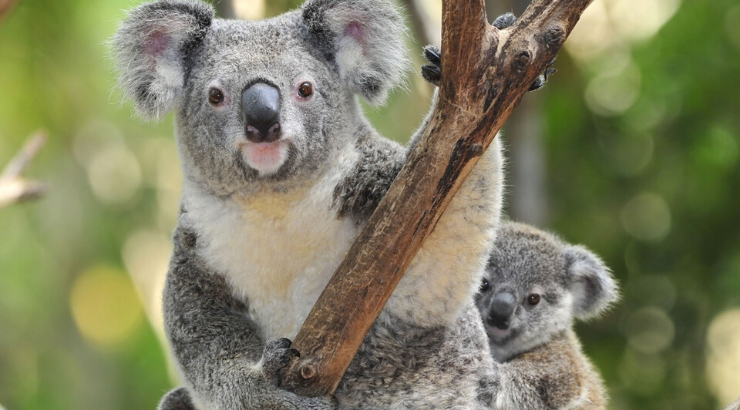 Koala Australia